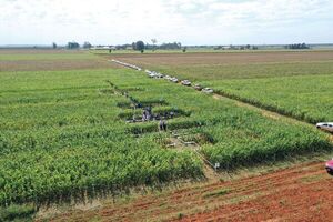 Para acercar la realidad del maíz en el campo