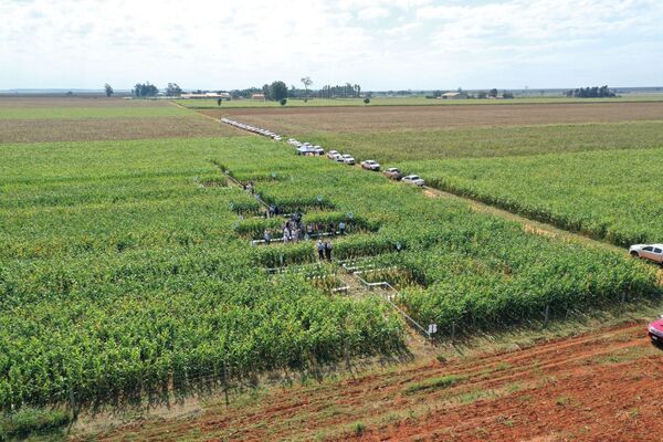 Para acercar la realidad del maíz en el campo
