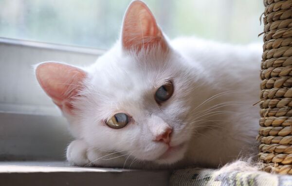 Ver videos de gatitos es bueno para tu salud