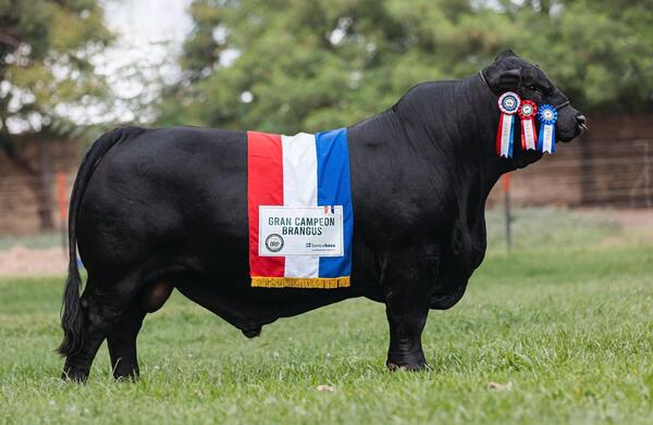 Hoy viernes, Agroganadera Pukavy vende genética Brangus premiada y confiable