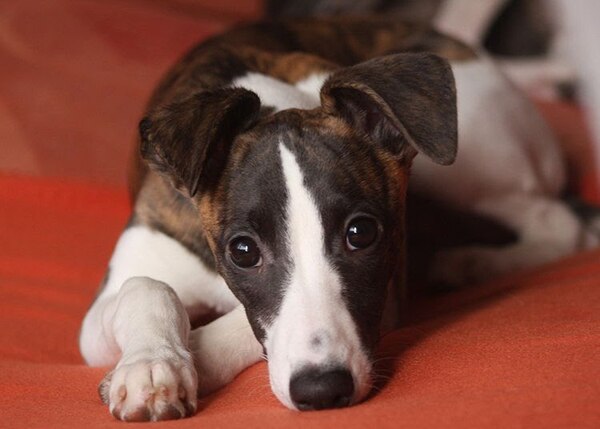 Viruela del mono: ¿Puede contagiar un perro a un humano?