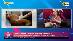 Perros criptorquidias y la importancia de la castración - ABC Noticias - ABC Color