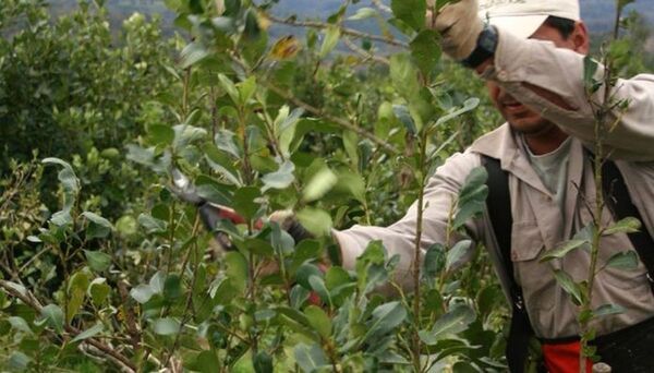Productores de yerba piden asistencia al Gobierno y exigen respuestas contra el contrabando - ADN Digital