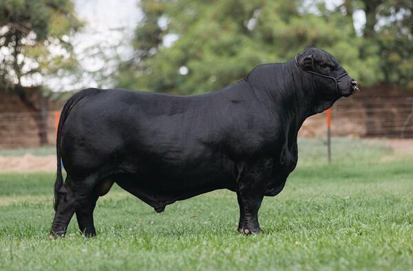 ¡Gran Campeón! King George de Pukavy y El Álamo se vendió en más de US$ 100 mil
