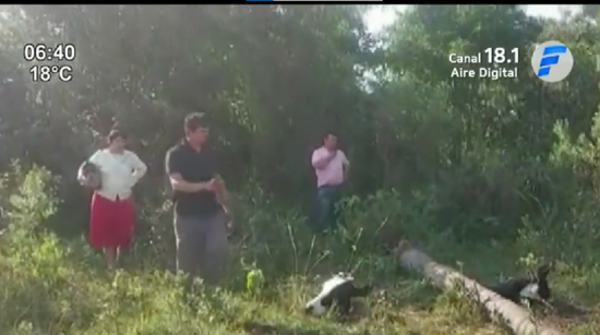 Robaron y faenaron vacas preñadas en Carapeguá - Paraguaype.com