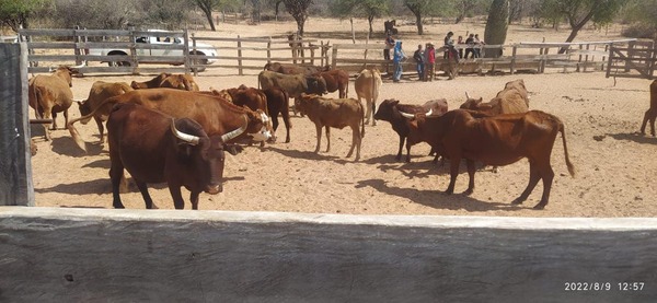 Brindaron asistencia técnica y capacitaciones a productores indígenas del Alto Chaco