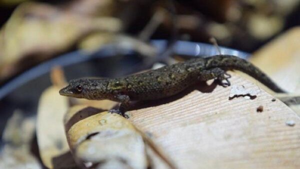 Hallan nueva especie de reptil en Puerto Rico, la primera en 85 años