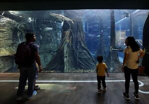 Acuario en Medellín sumerge a invidentes y sordos en experiencia accesible - Mundo - ABC Color