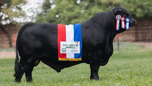 Toro de 945 kilos fue vendido por más de USD 100.000