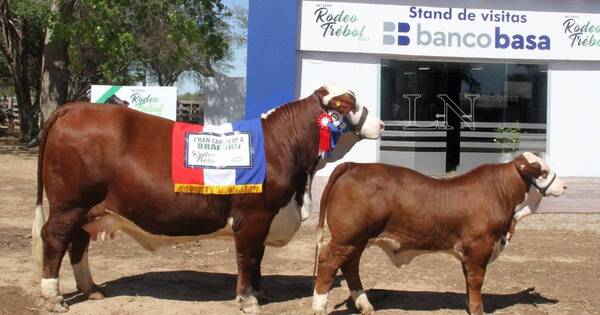 La Nación / Genética de la gran campeona braford es proveniente del grupo Chajha y Ganadera Sofía