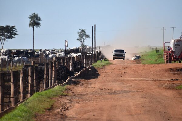 Feedloteros de Mato Grosso elevan expectativas de ingreso de animales a los corrales