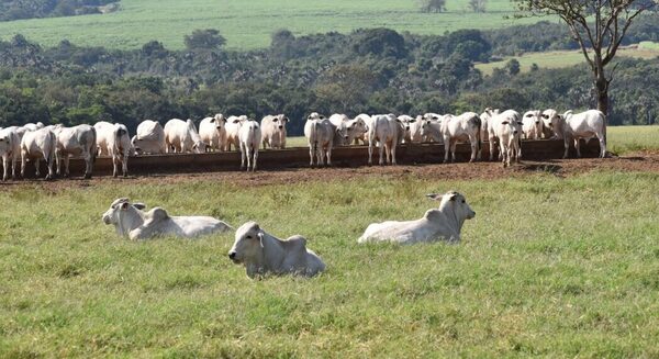 Brasil: exportación récord en agosto, pero proyección bajista para el precio del gordo