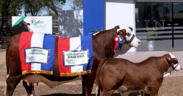 La Nación / Gran campeona braford y campeona interrazas sobresale en Expo Trébol