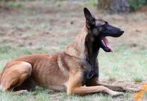 El riesgo de demencia en los perros mayores se duplica con cada año de vida añadido - Mascotas - ABC Color