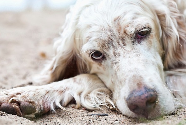 Si tu perro tiene más de 10 años podría sufrir demencia » San Lorenzo PY