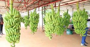 La Nación / Trabas comerciales de Argentina:  exportadores de banana ya hablan  de “una pérdida muy grande”