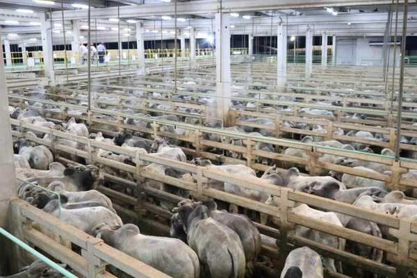 Más de 1.800 novillos y toros gordos Nelore para el concurso en Minerva Foods