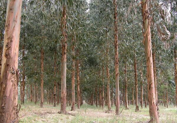 Monocultivo de eucalipto no es apto para la reforestación | 1000 Noticias