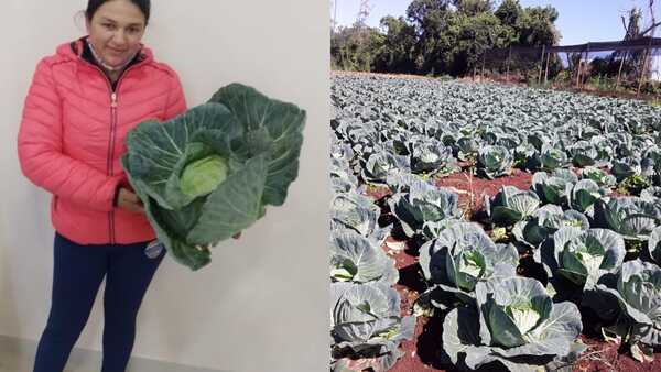 Mujer Emprendedora destaca rentabilidad del cultivo del repollo