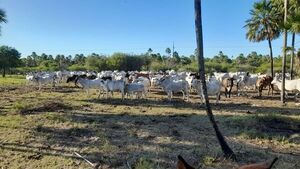 Abigeos y la sequía generan pérdidas a ganaderos en el Chaco - Noticias del Chaco - ABC Color