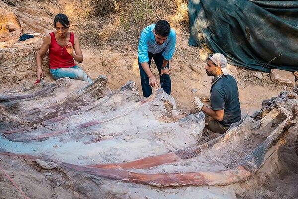 Hallado en Portugal un enorme dinosaurio saurópodo - Ciencia - ABC Color