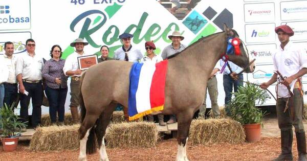 La Nación / Ganadera Chajha obtuvo 3 premios en disputa morfológica de caballos