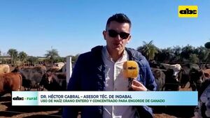 Calidad de carne con uso de maíz grano y concentrado para engorde - ABC Rural - ABC Color