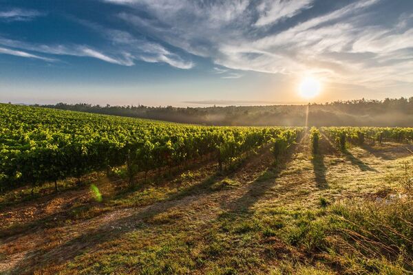 La Rioja acogerá gran fiesta mundial del vino