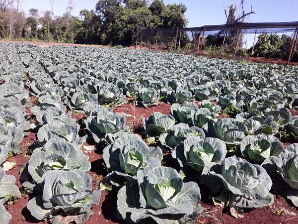 Emprendedora se posiciona en el cultivo y venta del repollo con apoyo del CAH