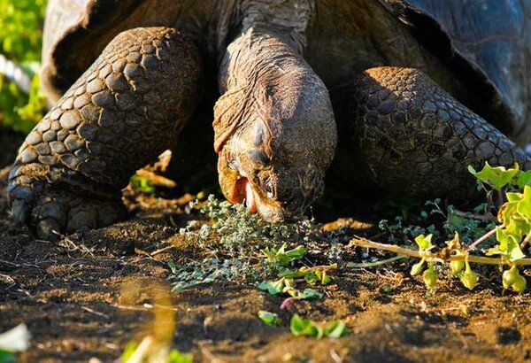 Investigan presunta cacería de tortugas gigantes en Galápagos