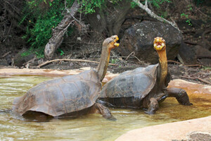 Diario HOY | Investigan presunta cacería de tortugas gigantes en Galápagos