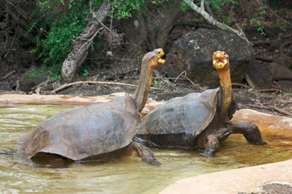 Diario HOY | Investigan presunta cacería de tortugas gigantes en Galápagos