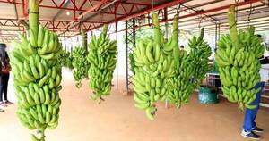La Nación / Exportadores de banana, con millonaria pérdida