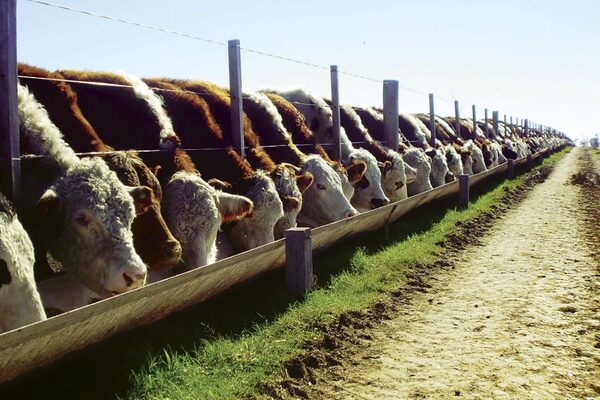 Proyección de crecimiento y números justos: cuál es el momento del feedlot en el Mercosur