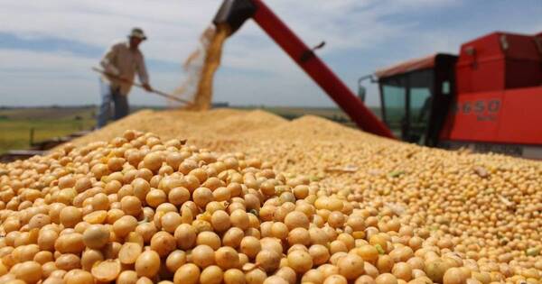 La Nación / Precio de la soja cae 2%, pero otros granos suben