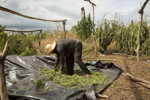 Cannabis: “Si te registrás en la comisaría, ya no hay problema para cultivar marihuana”
