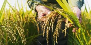 En 15 años Paraguay pasó de 35.000 a 180.000 hectáreas de arroz