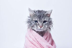 Recomendaciones para bañar a tu gato sin volverte loco o loca en el intento - Mascotas - ABC Color