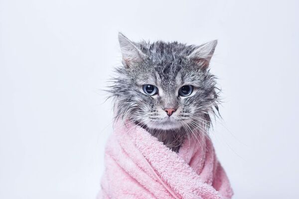 Recomendaciones para bañar a tu gato sin volverte loco o loca en el intento - Mascotas - ABC Color