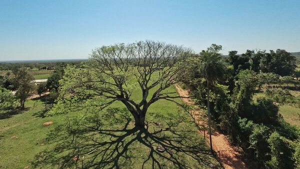 Las historias detrás de los colosos que compiten por su galardón