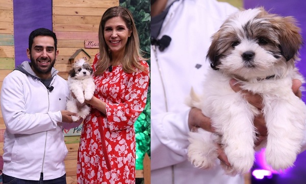 Los cuidados del cachorro cuando llega a la casa por primera vez | Telefuturo