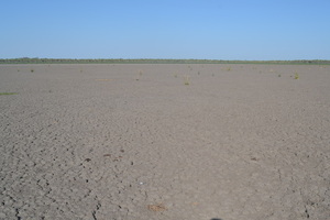 Diario HOY | Chaco: 2.000 yacarés a muerte segura, y otras especies azotadas por la falta de agua