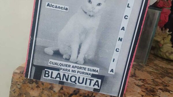 Con alcancía piden vaquita para la "doctora Blanquita", la gata de IPS de Capiatá