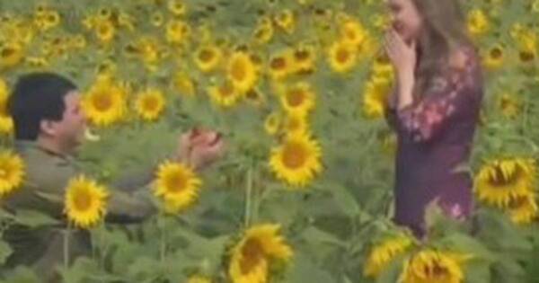 La Nación / Romántica propuesta de matrimonio en un campo de girasoles en San Pedro