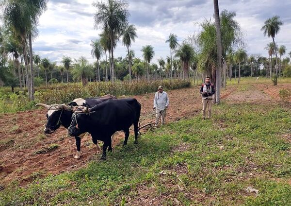 Culmina primera etapa del censo agropecuario, con novedades - Economía - ABC Color