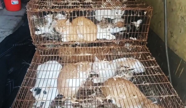 Diario HOY | Policía china rescata a 150 gatos capturados para consumo humano