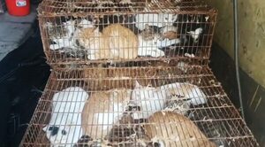Policía china rescata a 150 gatos capturados para consumo humano