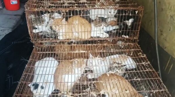 Policía china rescata a 150 gatos capturados para consumo humano