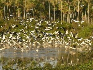 Fauna silvestre del Chaco en riesgo por la dura temporada de sequía - Noticias del Chaco - ABC Color