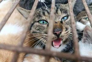 Policía china rescata a 150 gatos capturados para consumo humano - Mascotas - ABC Color